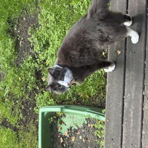 2nd Image of Oliver, microchipped, Lost Cat