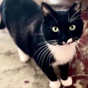 Lost Cat Silly (Sylvester)