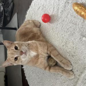 Image of Guzma, Lost Cat
