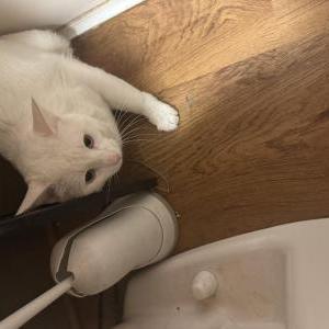 Image of Unknown, Lost Cat