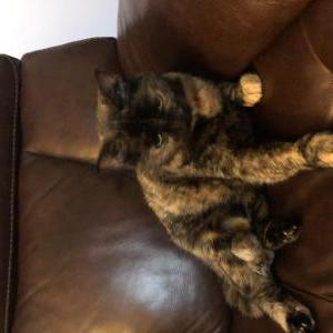 Image of Camo, Lost Cat