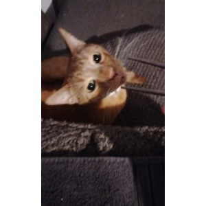Image of Orange Peel, Lost Cat