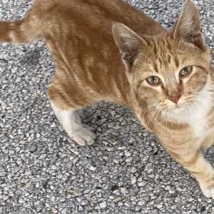 Found Cat Unknown