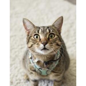 Lost Cat Kitty or Chiquitin