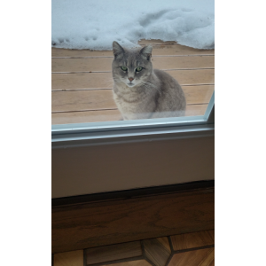 Found Cat Unknown