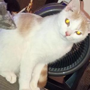 Lost Cat Angel