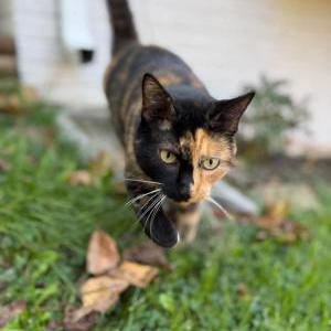 Image of Miss Cali, Lost Cat