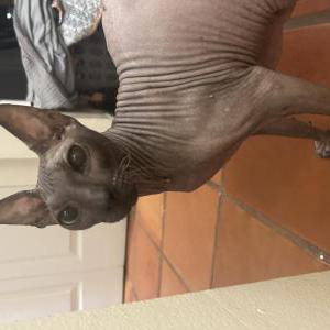 Found Cat unknown