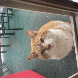 Found Cat Unknown