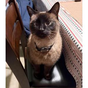 Lost Cat Ashes