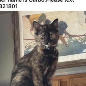 Lost Cat Garbo/ Tortie Kitten