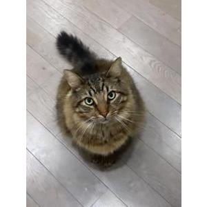 Lost Cat chai