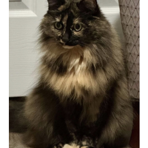 Lost Cat Molly