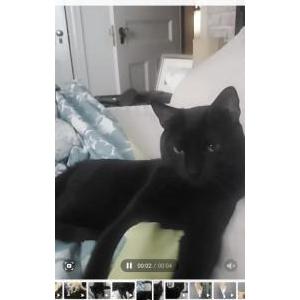 Lost Cat Bruce Wayne