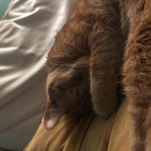 Image of Sushi, Lost Cat