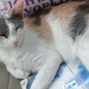 Lost Cat Bambina Goldie