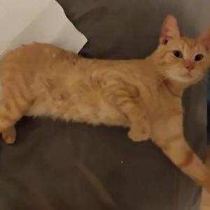 Lost Cat Nemo