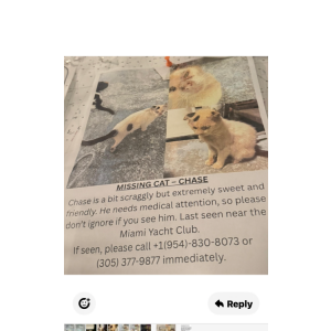 Lost Cat Chase