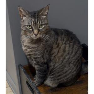 Image of Daisy, Lost Cat