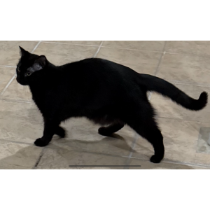 Lost Cat Scrappy