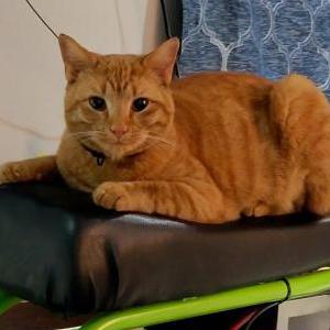 Lost Cat Mufasa