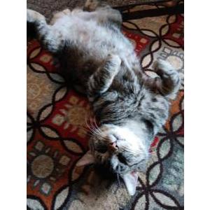 Lost Cat Turbo
