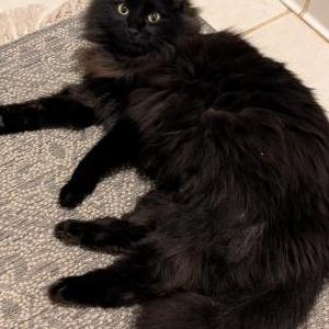Lost Cat Morgan