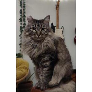 Lost Cat Layla / Fool