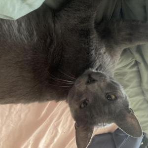 Image of Harvey, Lost Cat