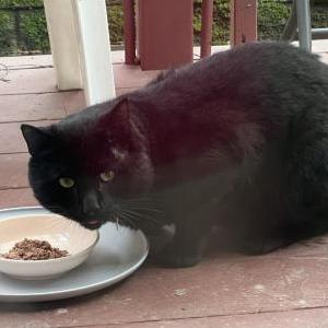 Found Cat Unknown