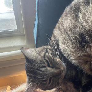 Lost Cat Chips