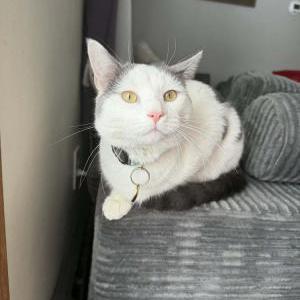 Image of Rudy, Lost Cat