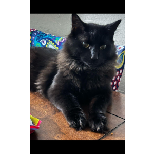 Lost Cat Ozzy