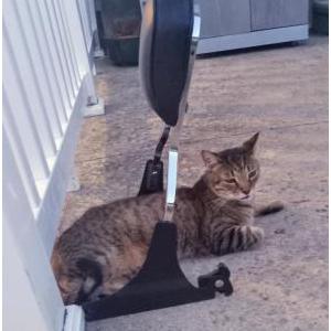Lost Cat Romo
