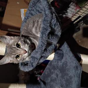 Lost Cat Lolita