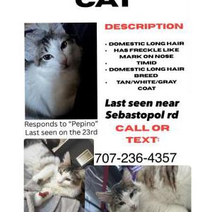 Lost Cat Pepino