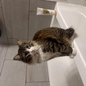 Lost Cat Dallas