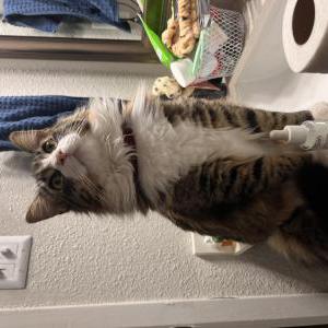 2nd Image of Dallas, Lost Cat