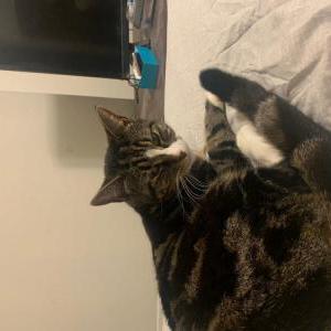 Image of Gucci, Lost Cat