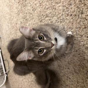 Lost Cat Jasper