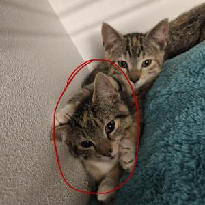Image of Daisy, Lost Cat