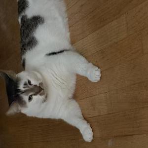 Lost Cat Katharine