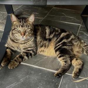 Lost Cat Tucker