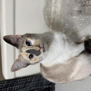 Image of Patches, Lost Cat