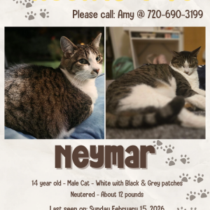 Lost Cat Neymar