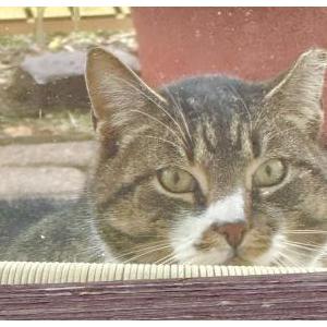 Found Cat Unknown