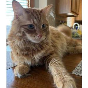 Image of Macho, Lost Cat