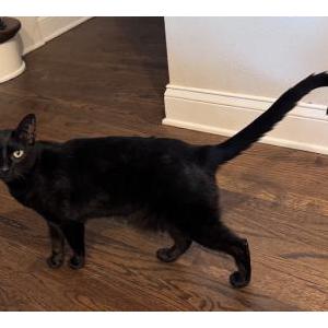Lost Cat James