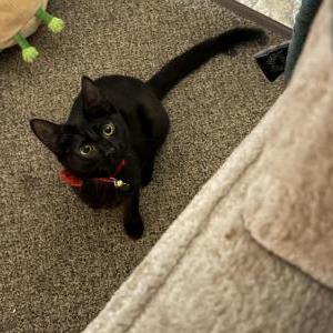 Image of Luna, Lost Cat