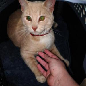 Image of unknown, Found Cat